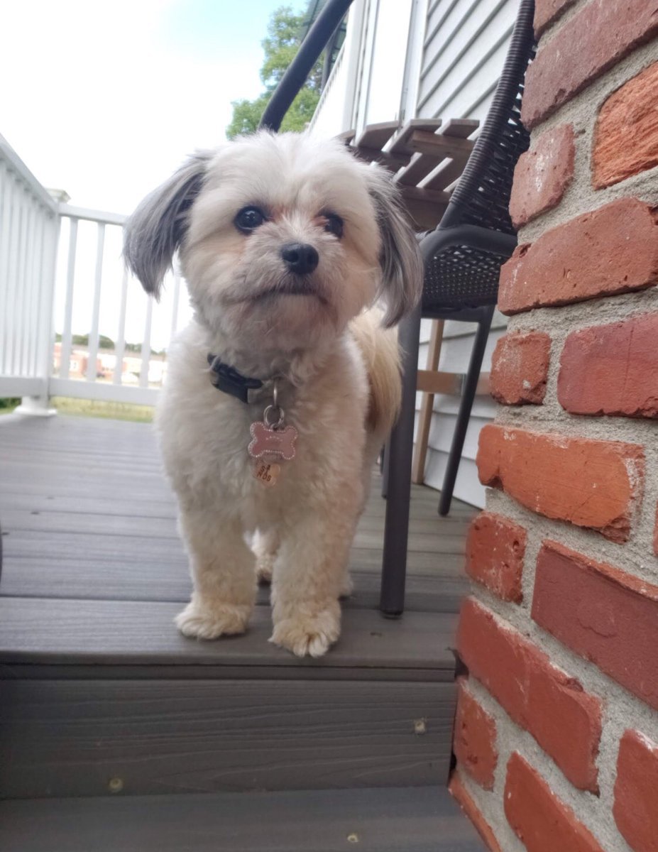 Помесь Йорка и мальтезе