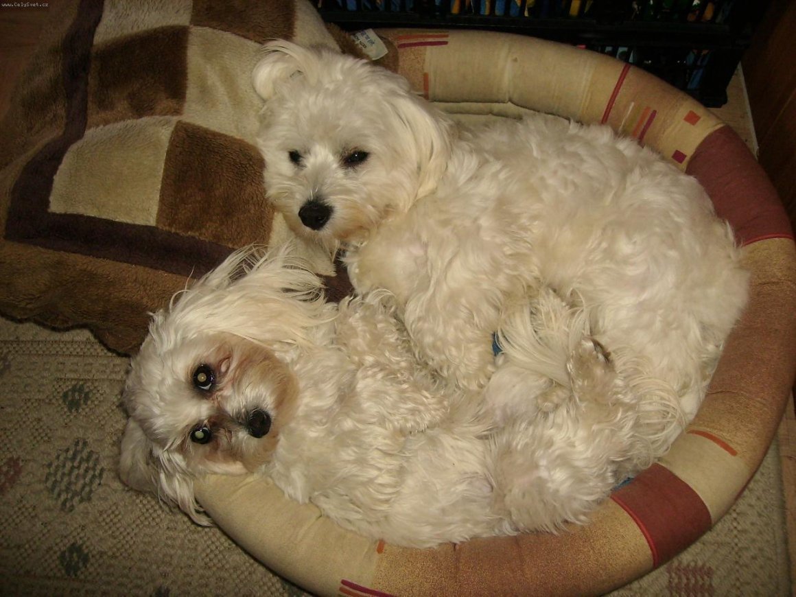 Метис Йорк болонка черный