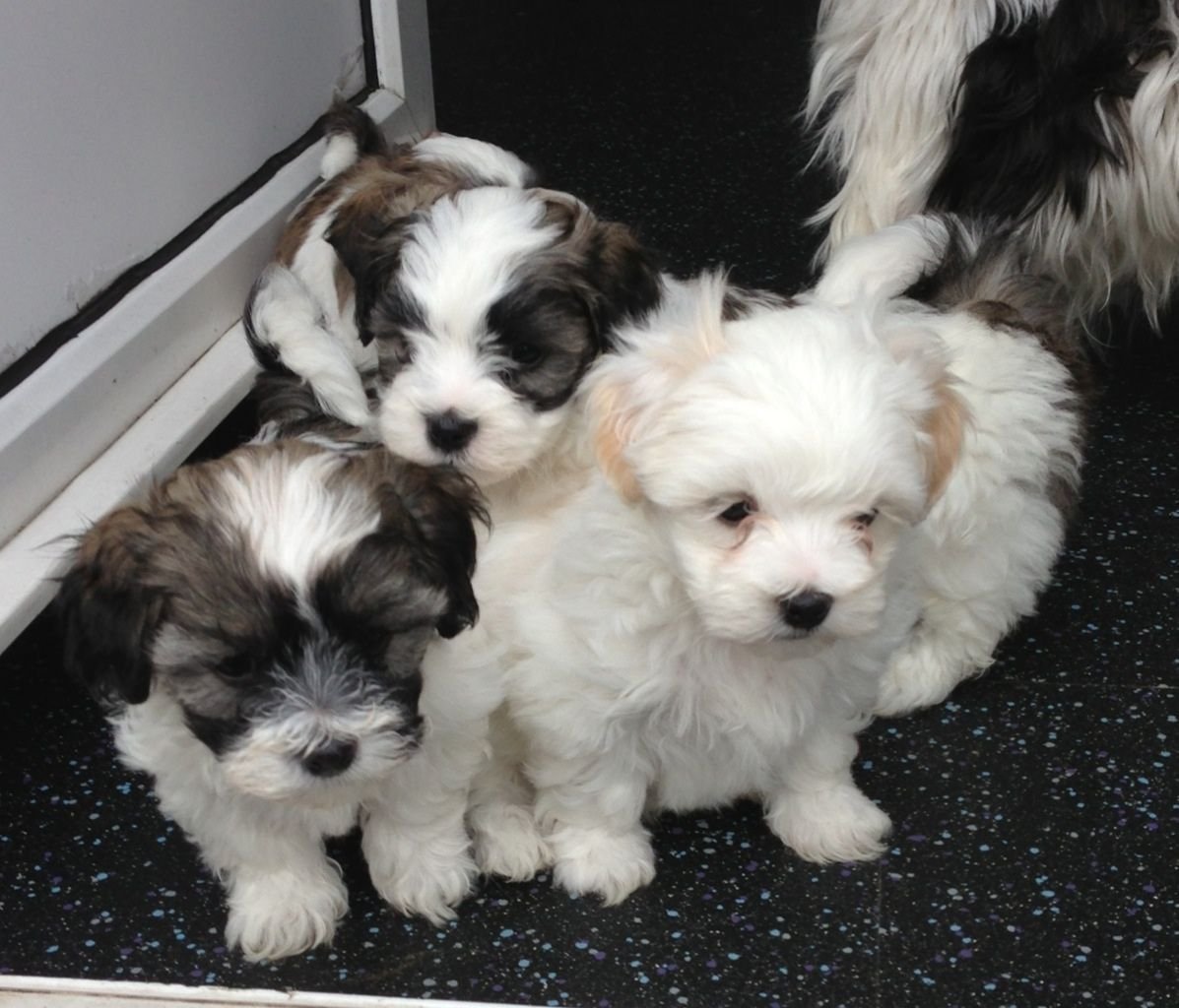 Помесь ши тцу и Йорка