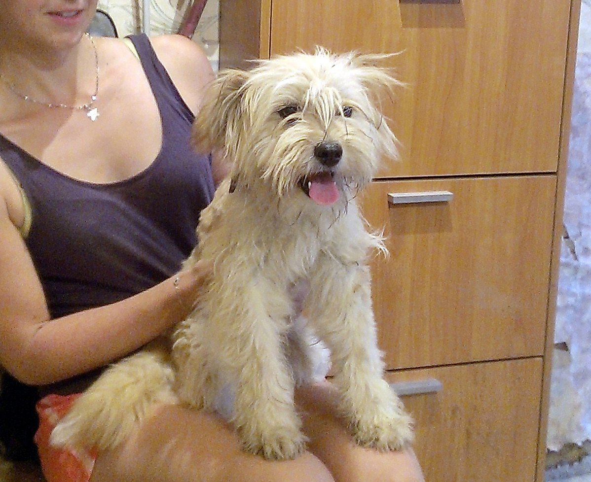 Смесь пуделя и терьера