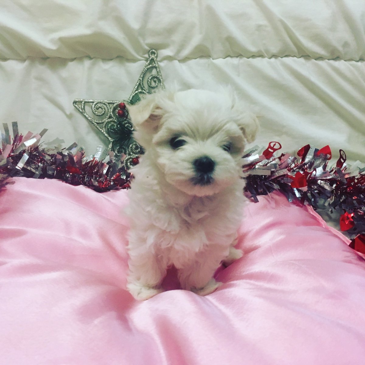 Метис мальтийской Болонки