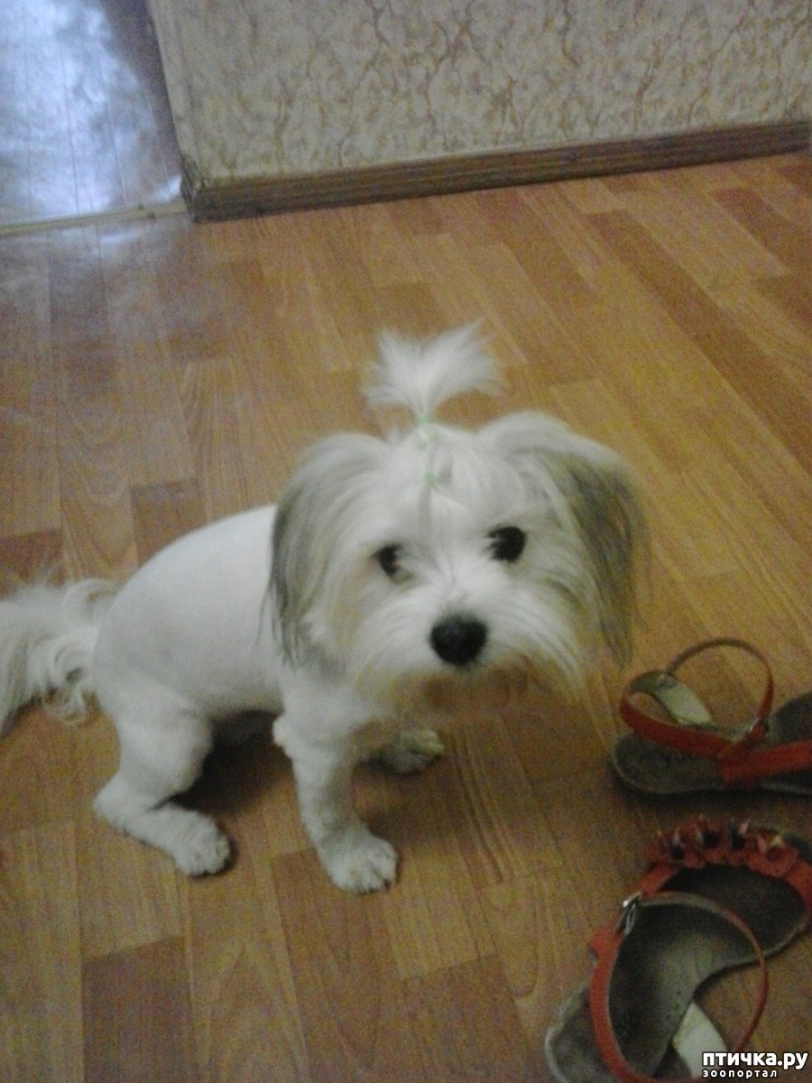 Йоркширский терьер помесь