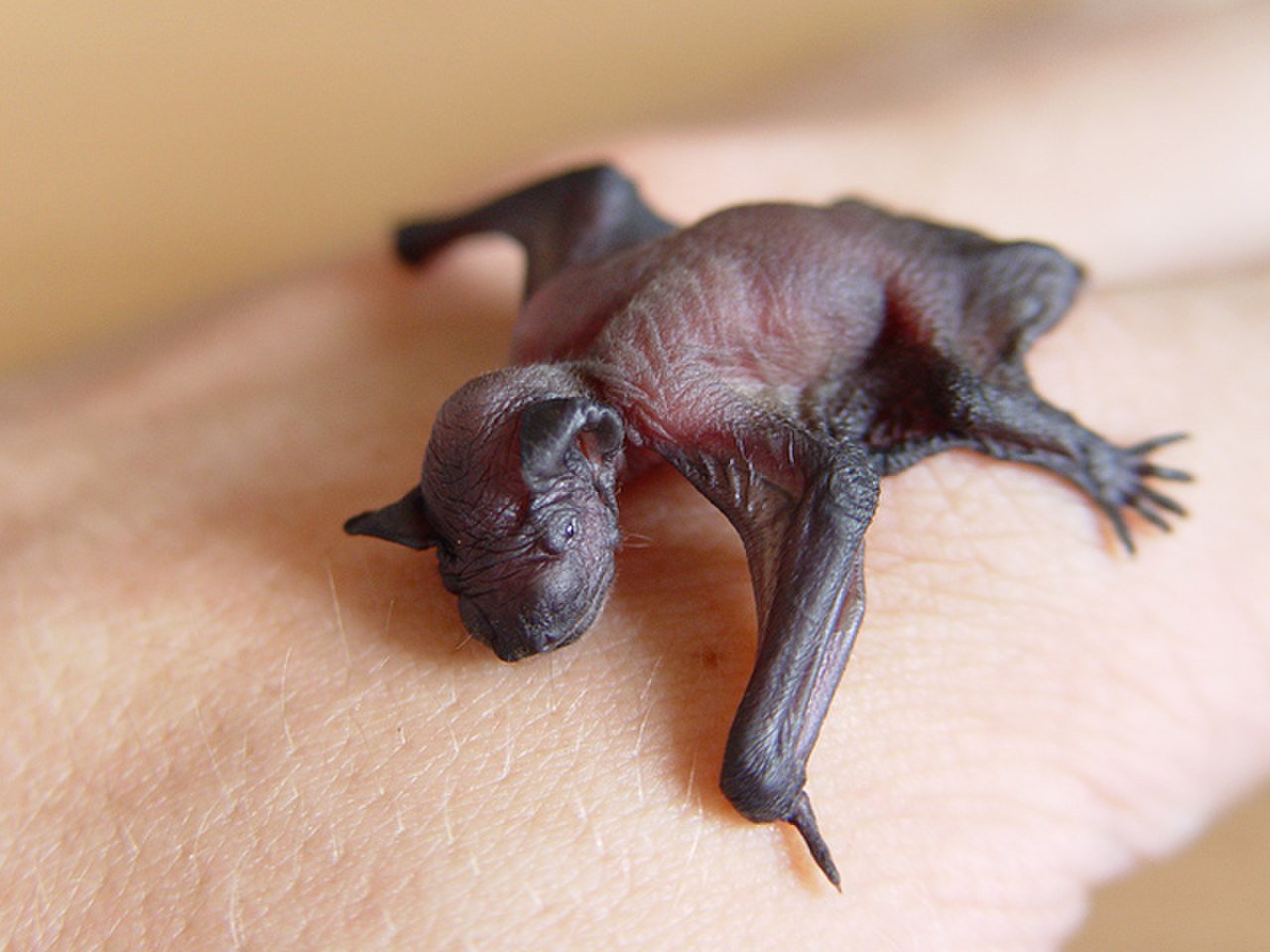 Новорожденные детеныши мыши. Рукокрылые Детеныши. Детёныш кенгуру новорожденный. Детёныш летучей мыши. Новорожденная летучая мышь.