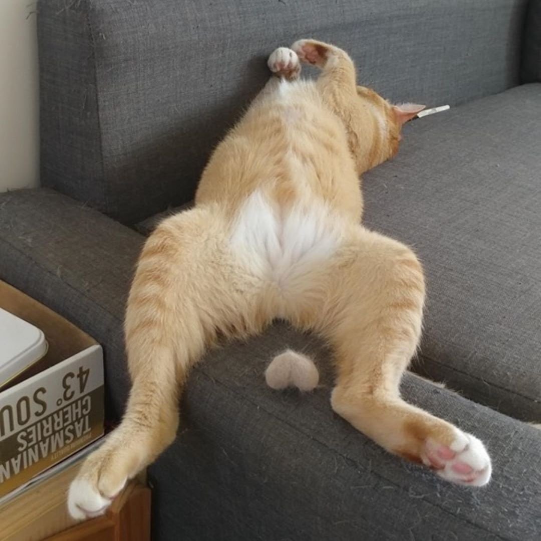 Коты с яичками