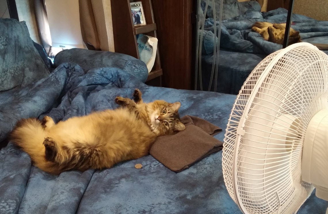 Кот под вентилятором