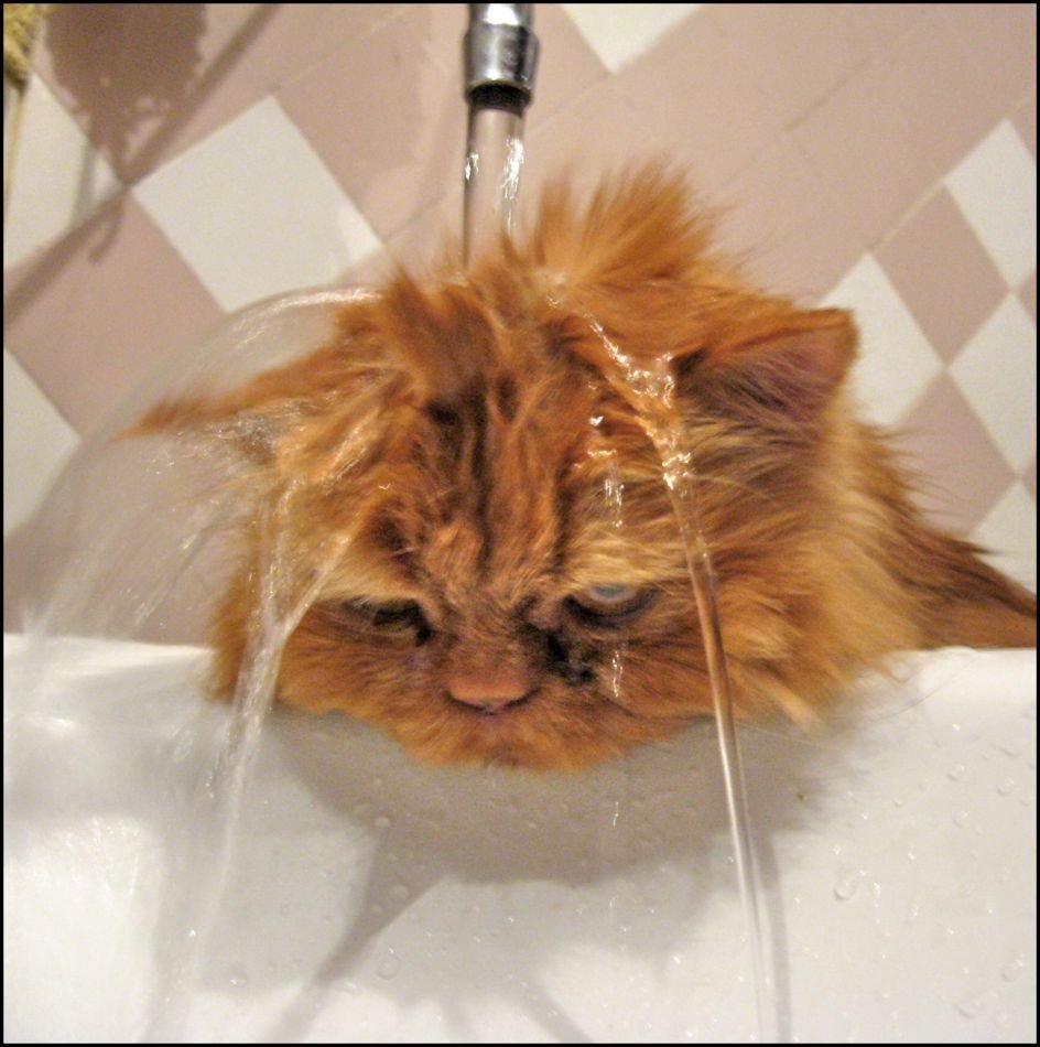 Котик в жару