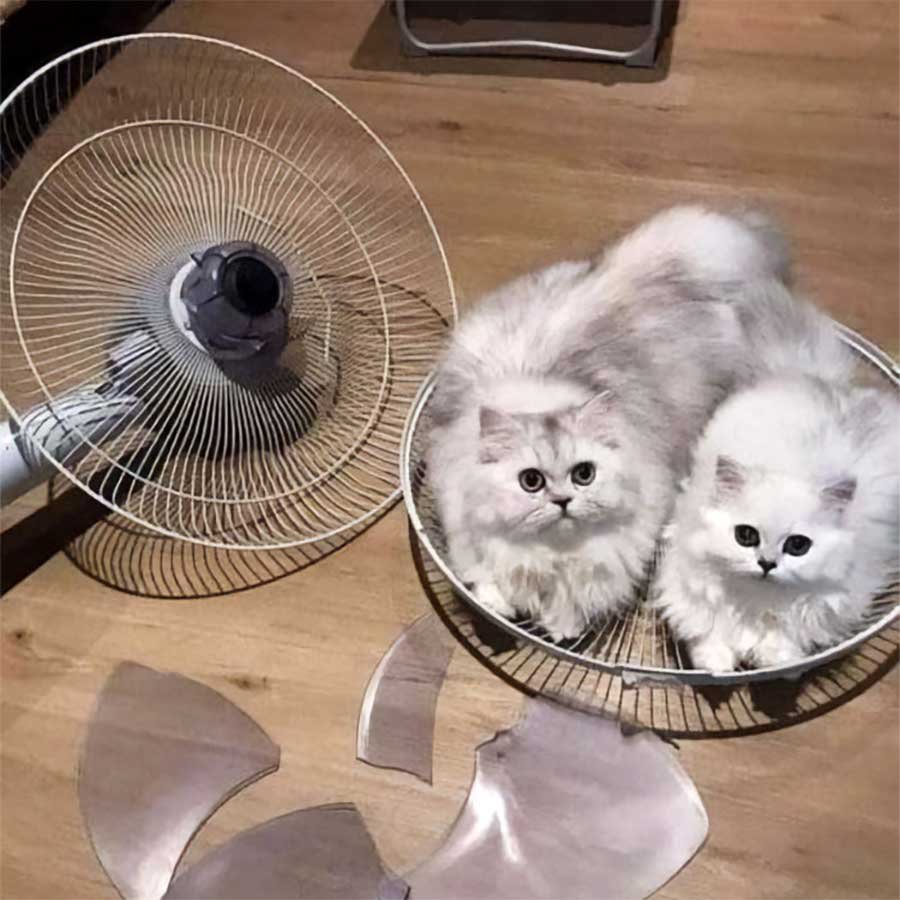Кот и вентилятор