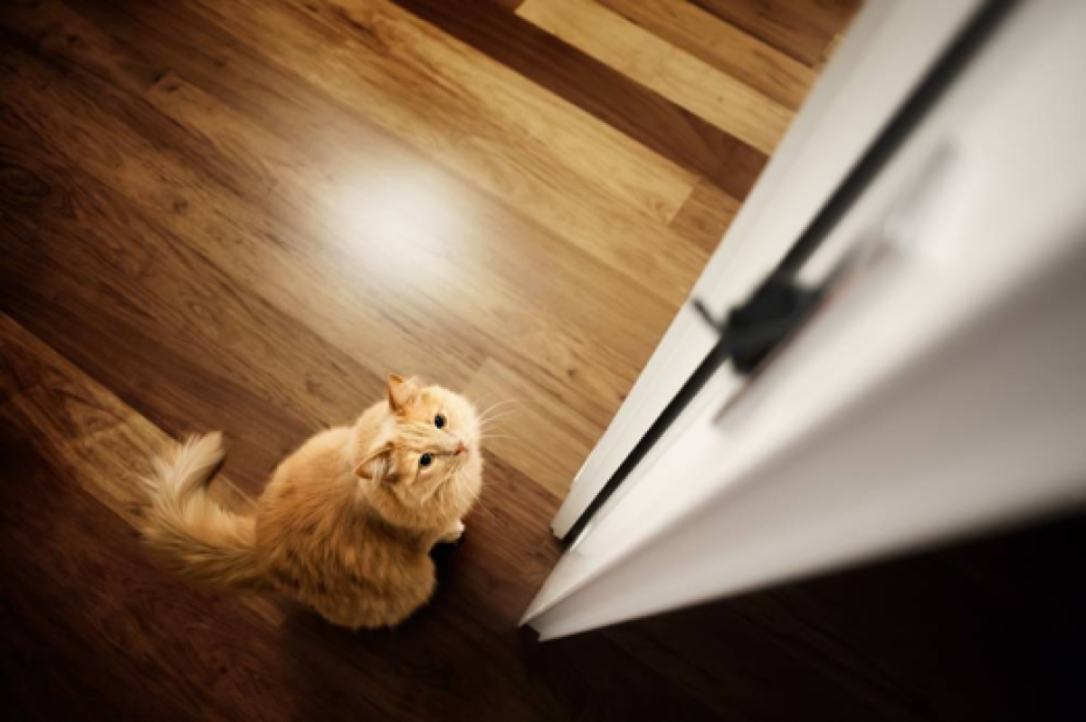 Кот ждет у двери