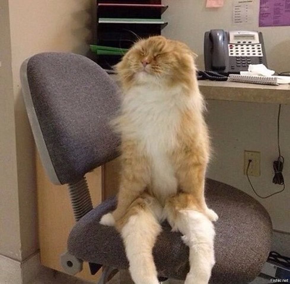 Уставший кот