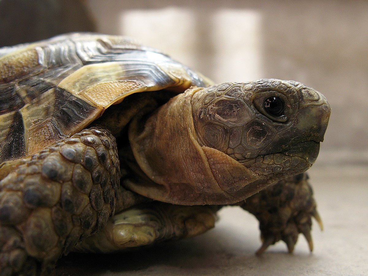 Среднеазиатская черепаха акзопуиная