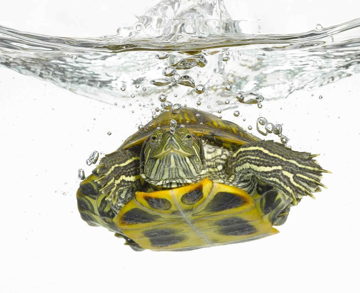 Platysternon megacephalum megacephalum