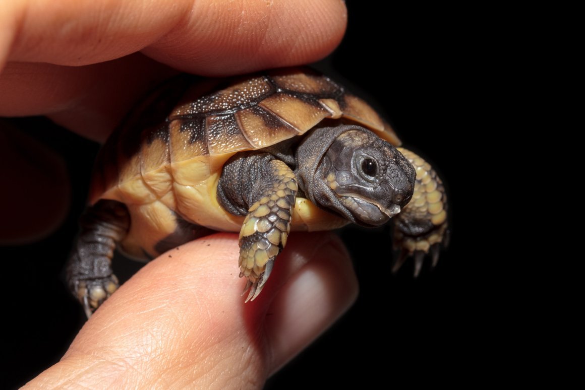 Красноухая черепаха клюв