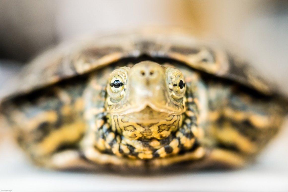 Морда красноухой черепахи