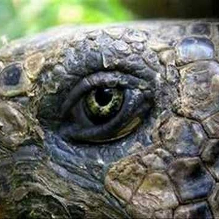 Скрытошейные черепахи