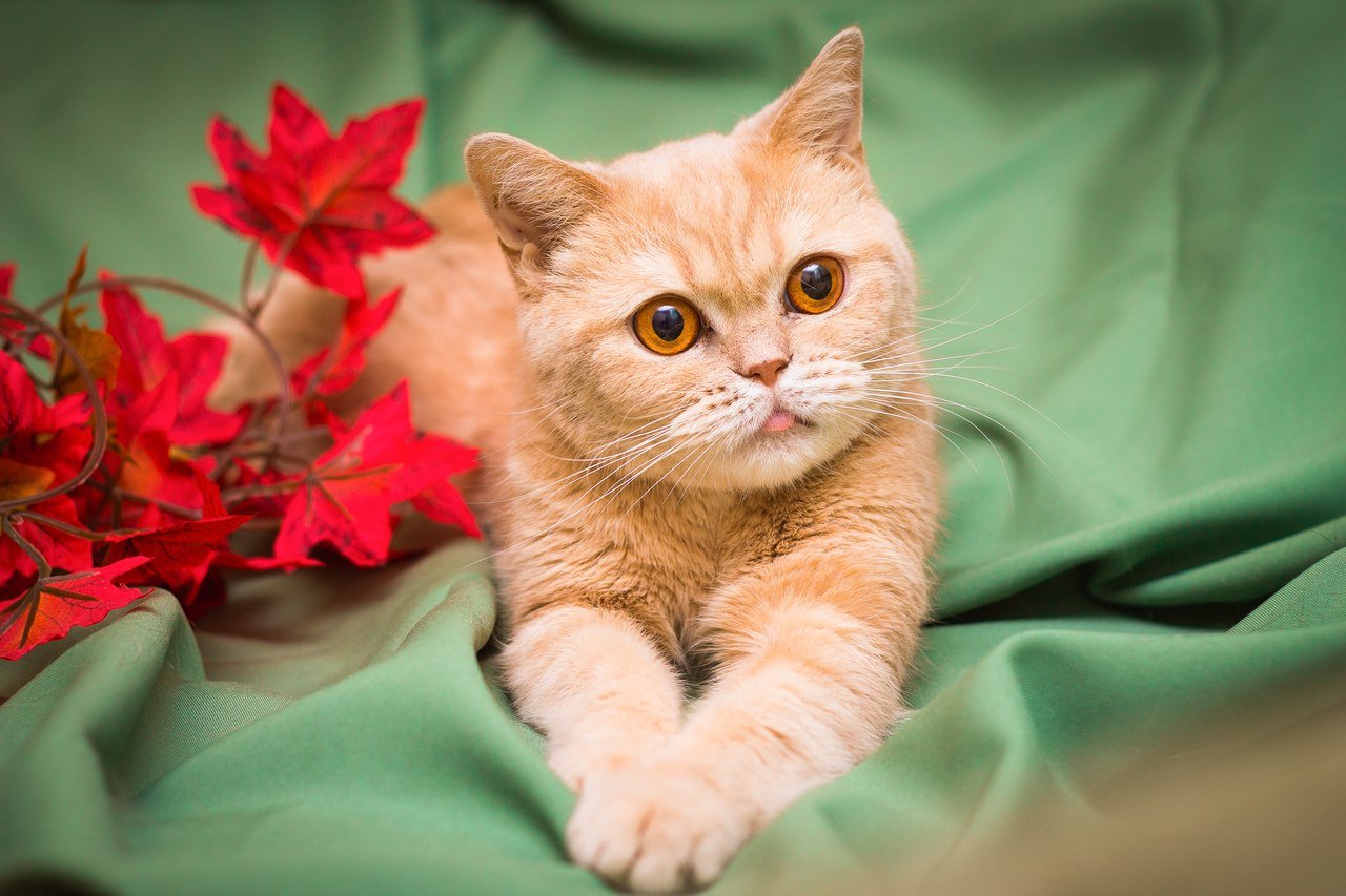 Шотландская прямоухая кошка рыжая фото