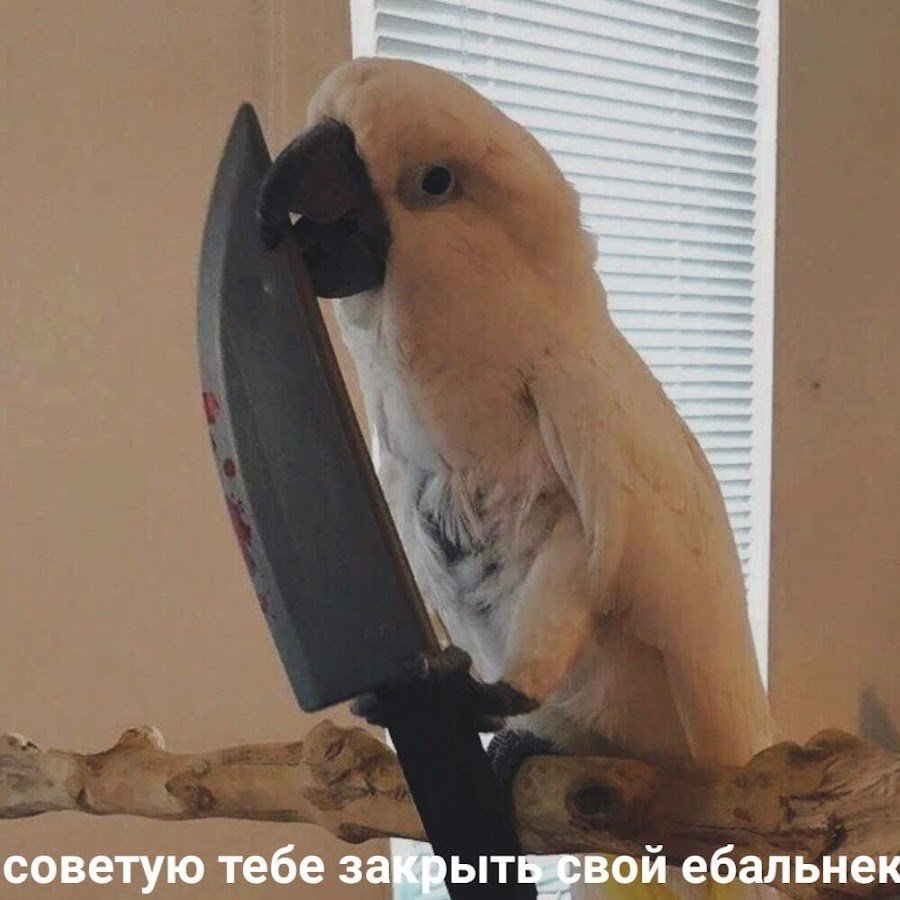 Попугай с ножом