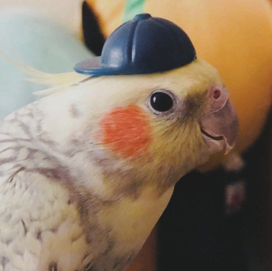 Попугай Мем