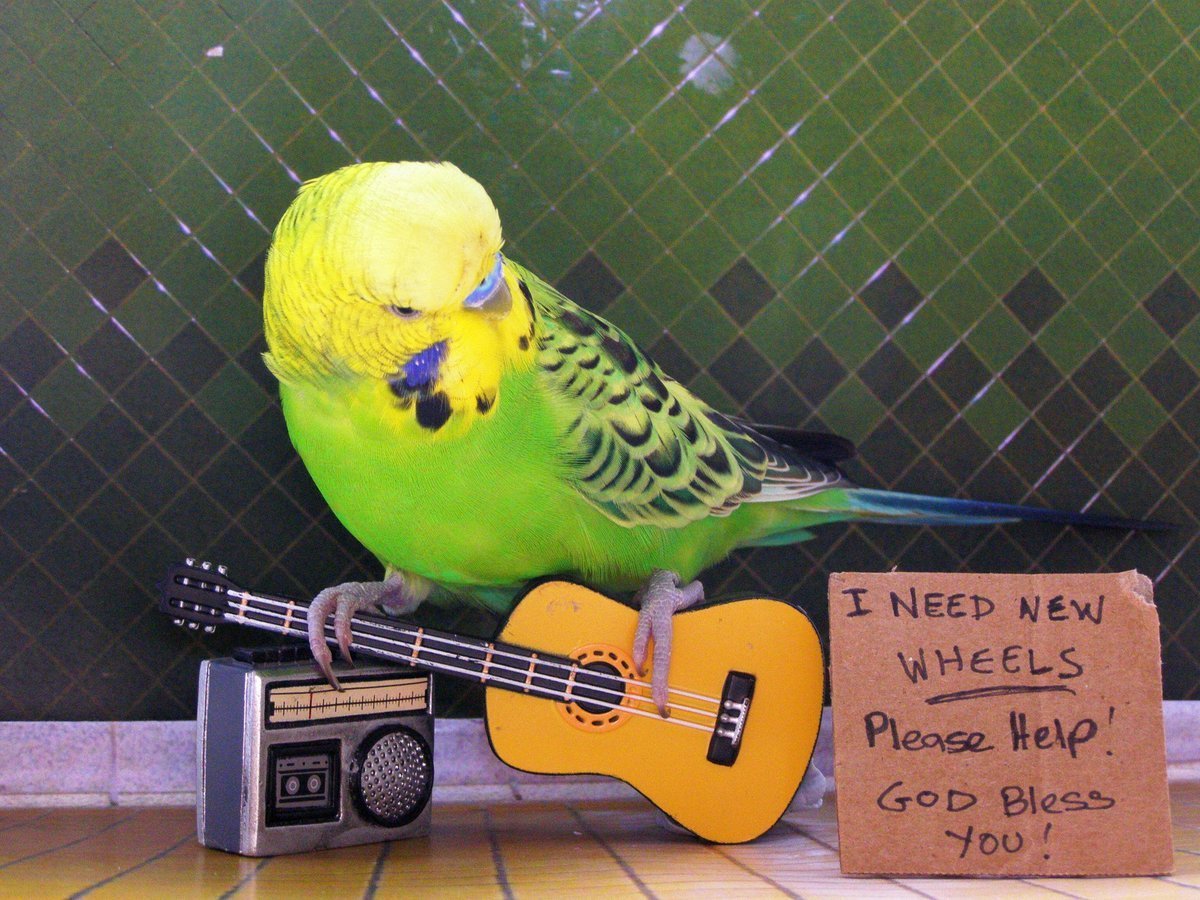 Смешные попугаи