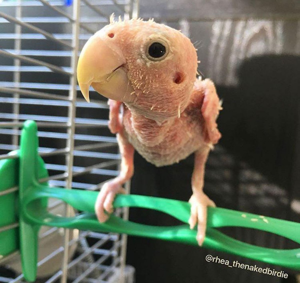 Ощипанный волнистый попугай