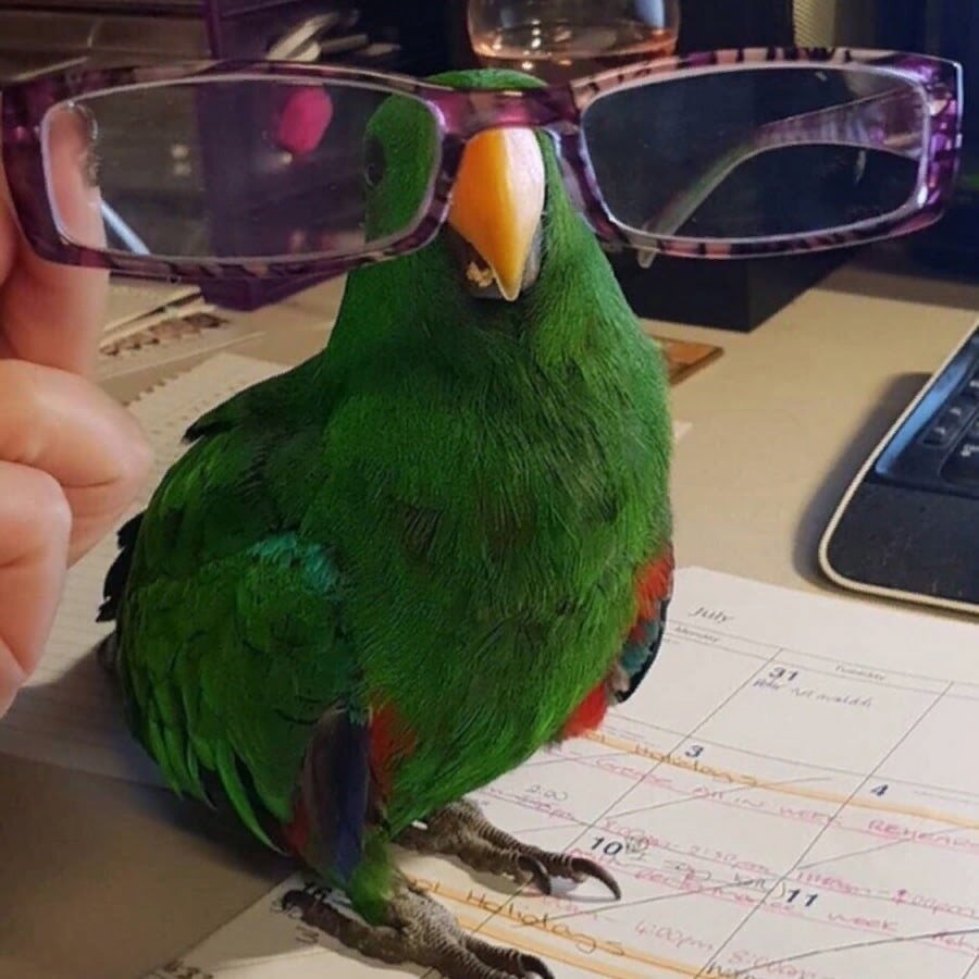 Смешные попугаи с надписями