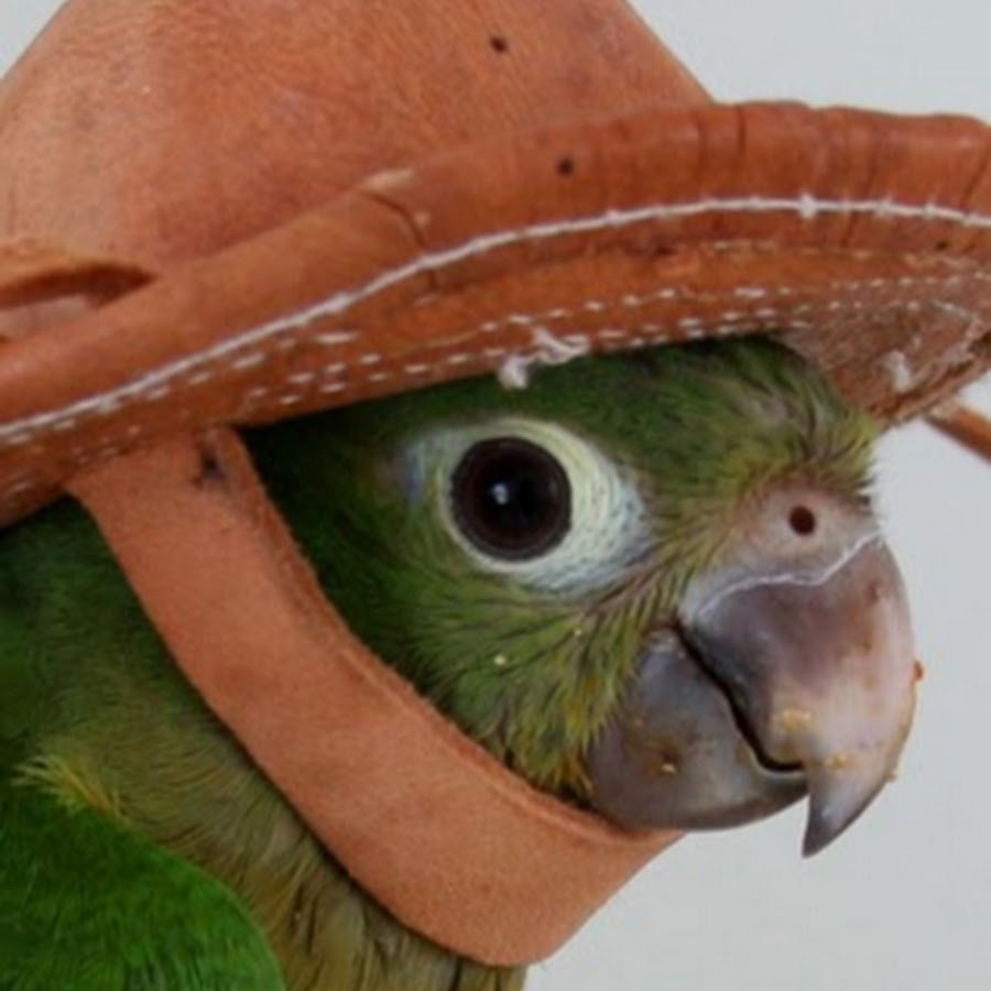 Попугай в шляпе