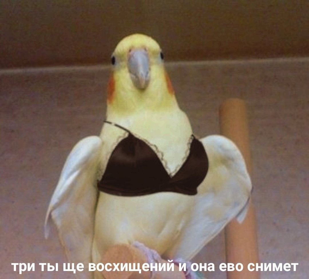 Попугай в лифчике