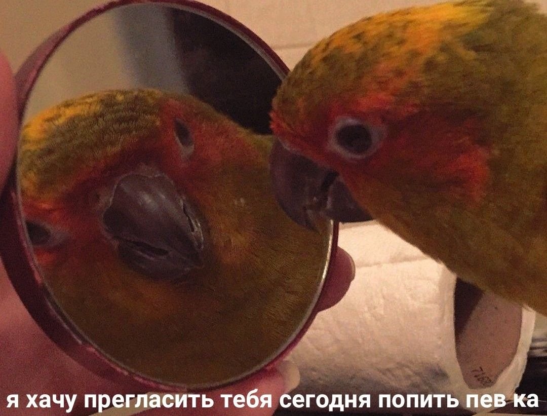 По пивку попугай