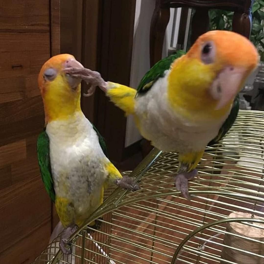 Два попугая Мем