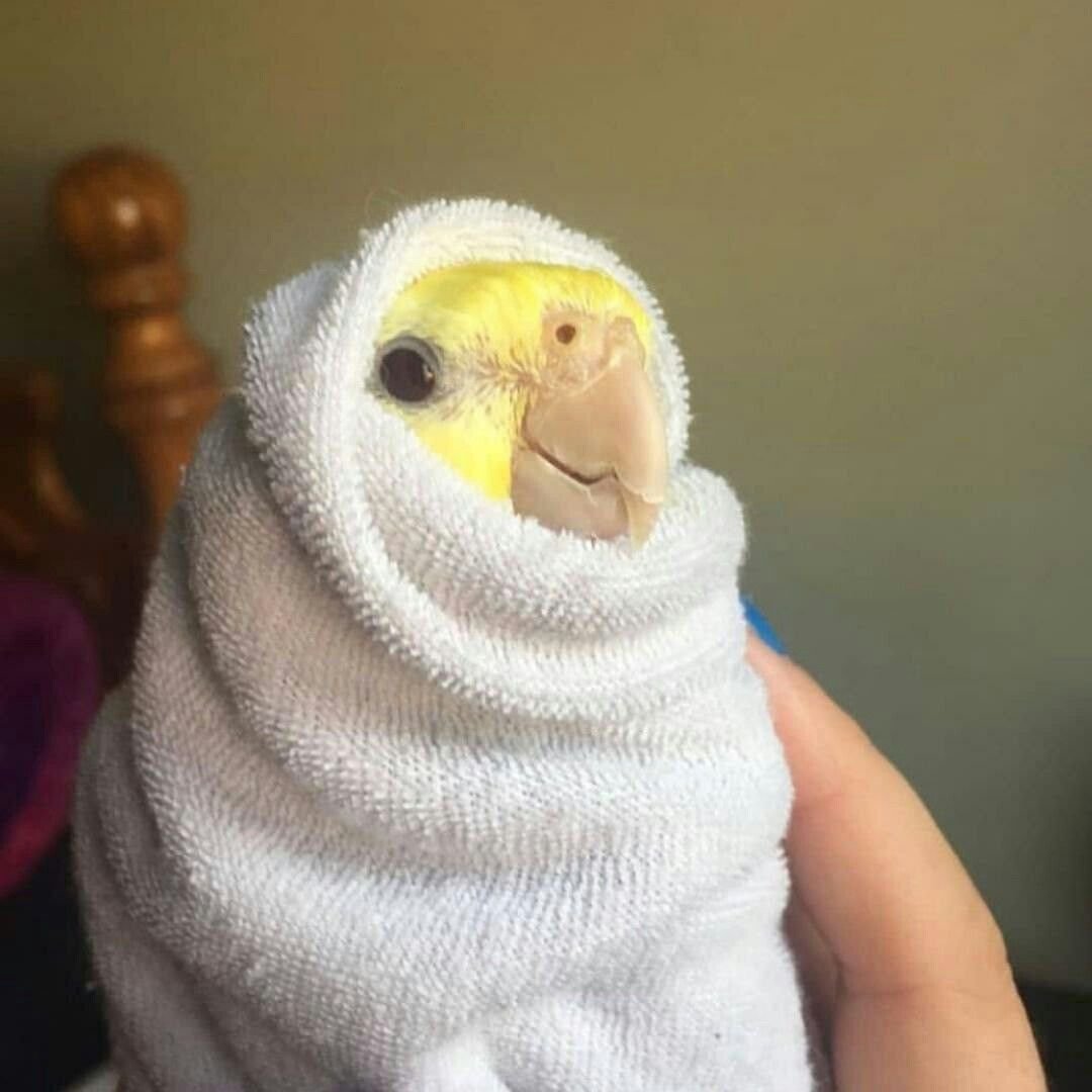 Попугай Мем