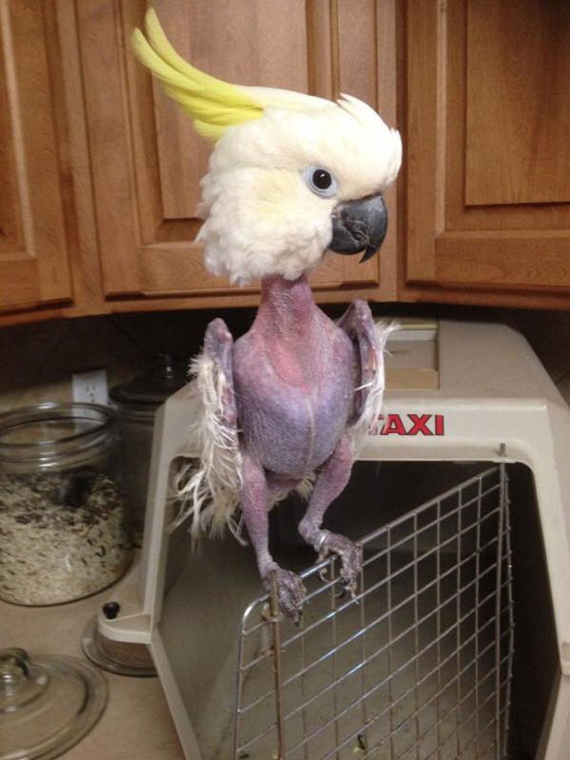 Лысый попугай корелла