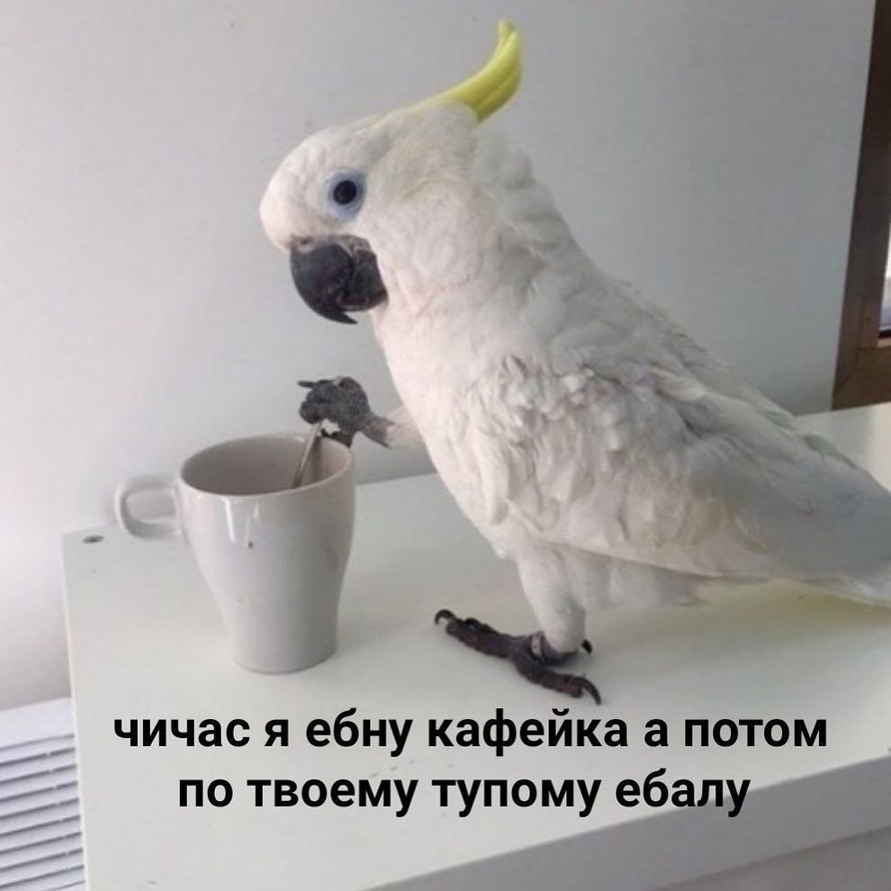 Мемы с попугаями