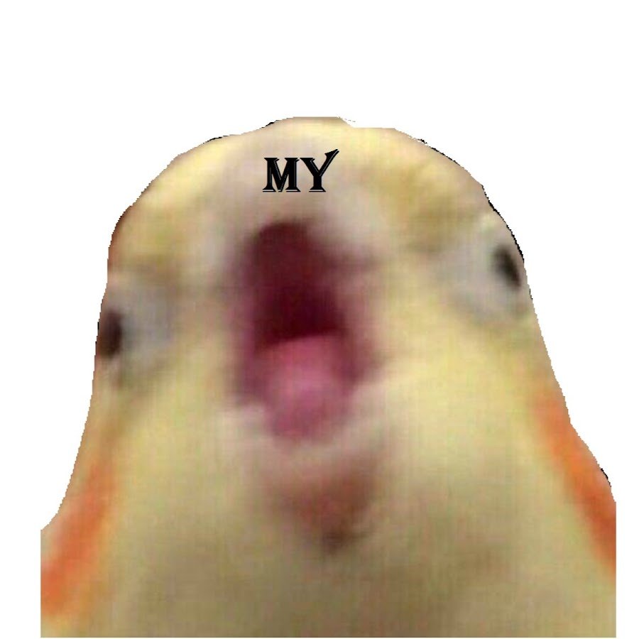 Попугай орет