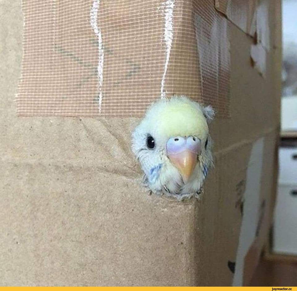 Волнистый попугай приколы