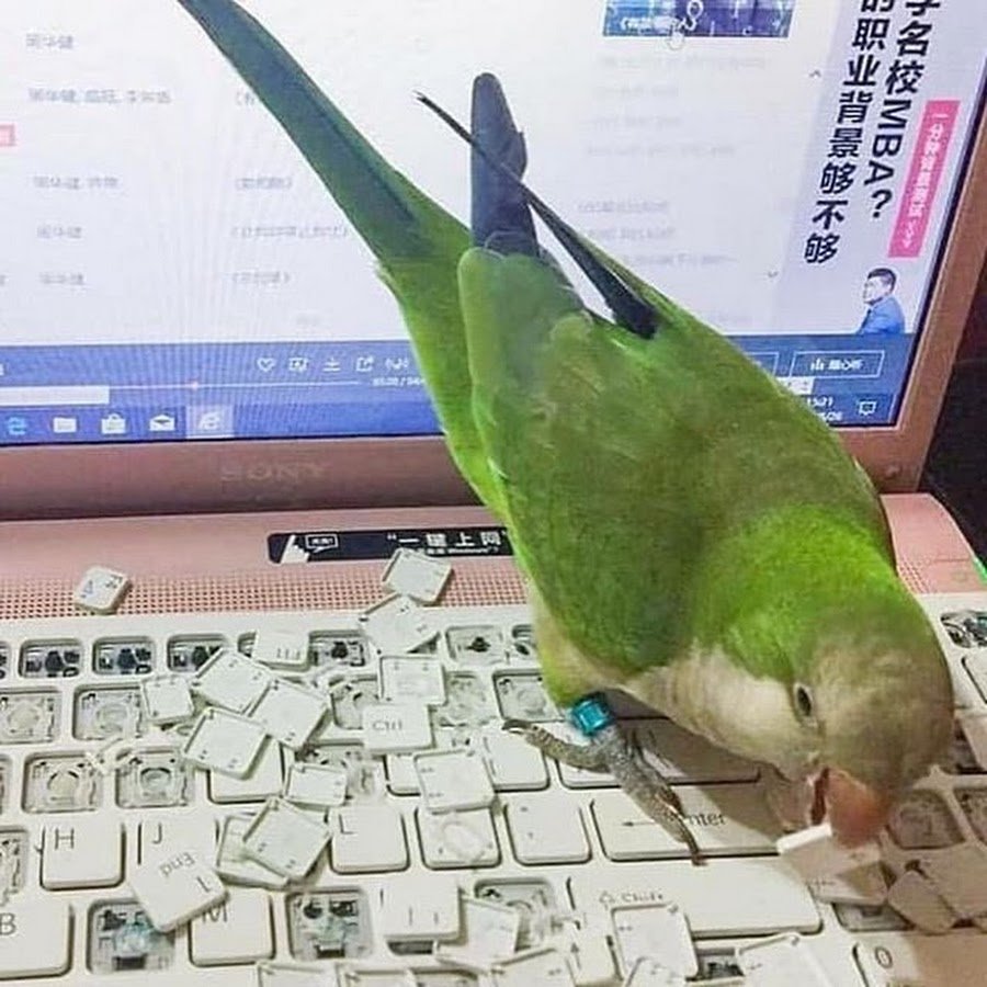 Попугай и клавиатура