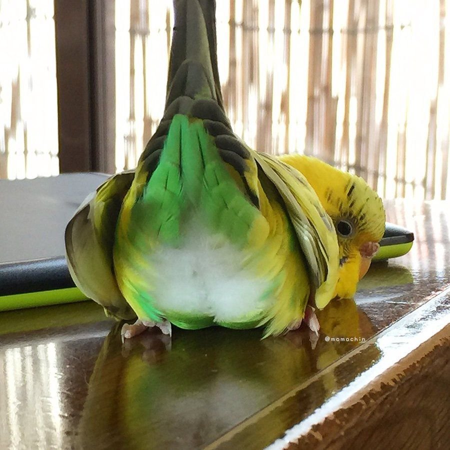 Крутой попугай в очках