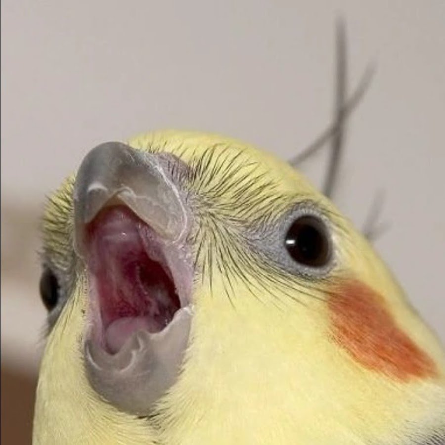 Кричащий попугай