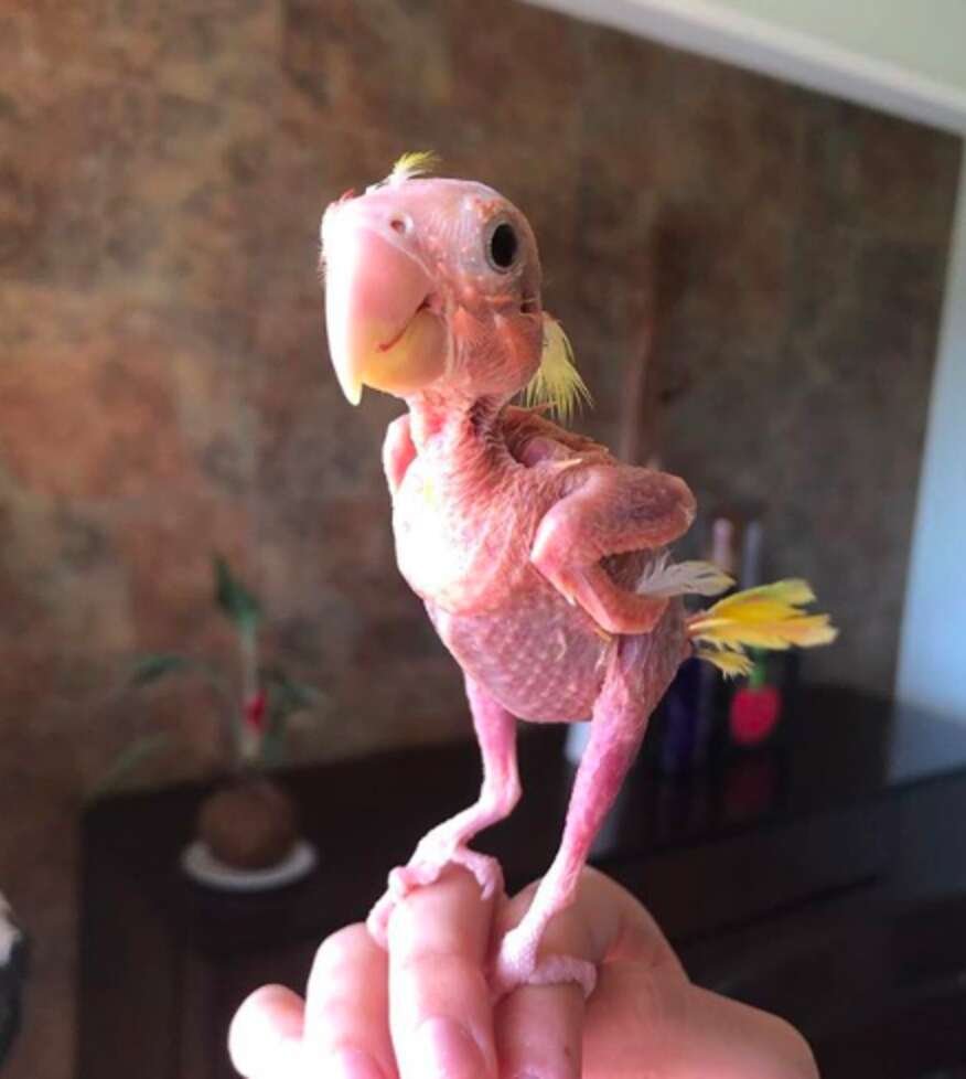 Лысый волнистый попугай