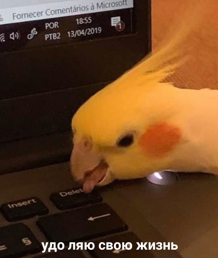 Мемы с попугаями кореллами