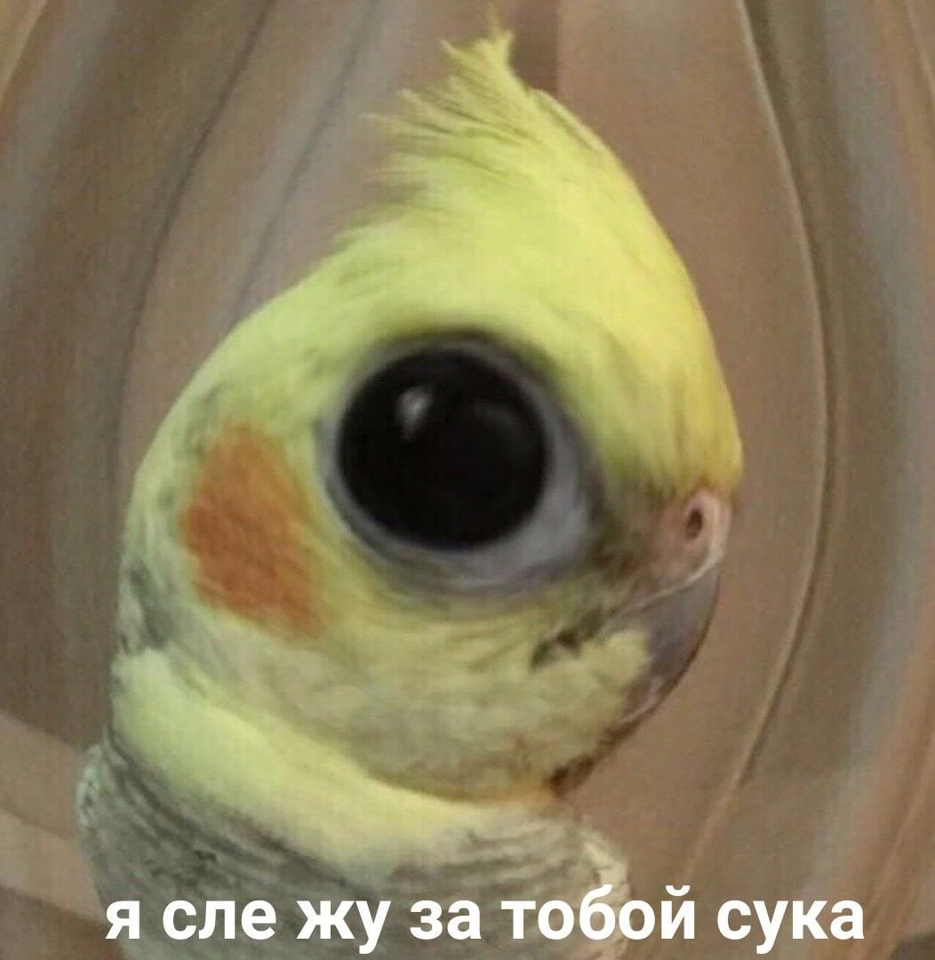 Смешные пикчи с попугаями