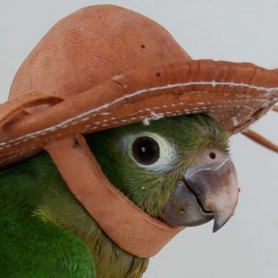 Упоротый попугай