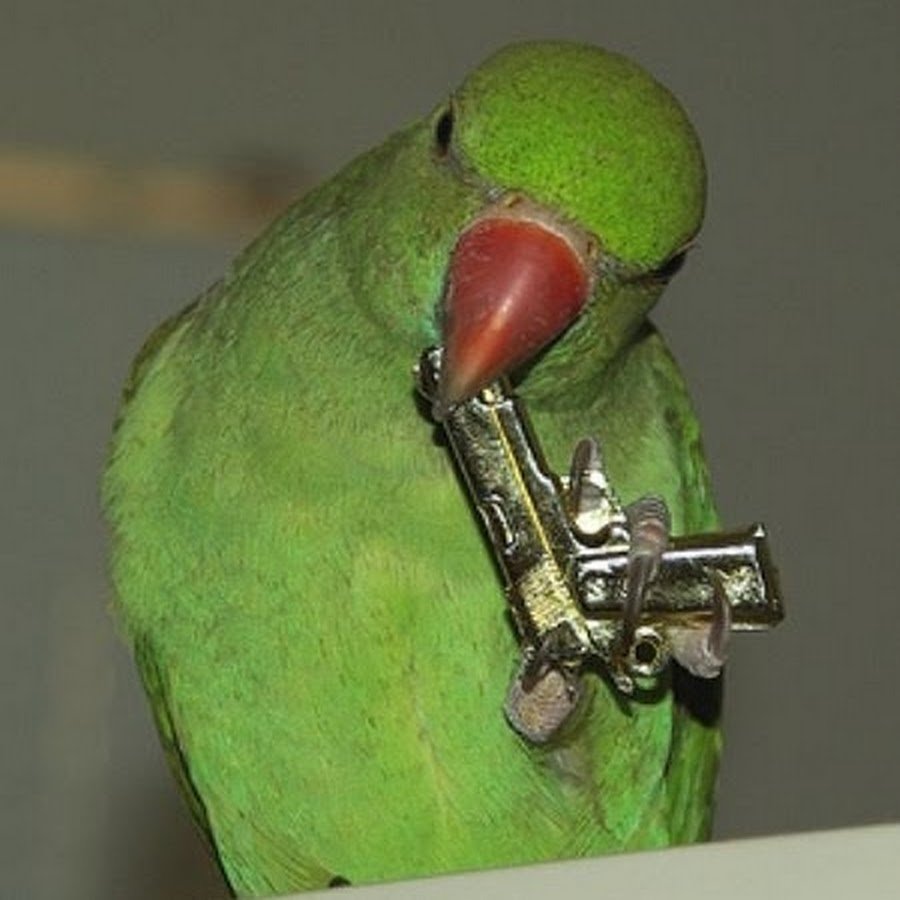 Попугай плачет