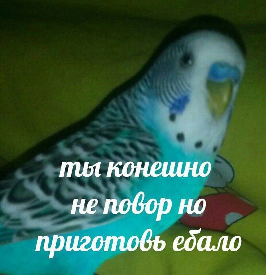 Мемы с попугаями