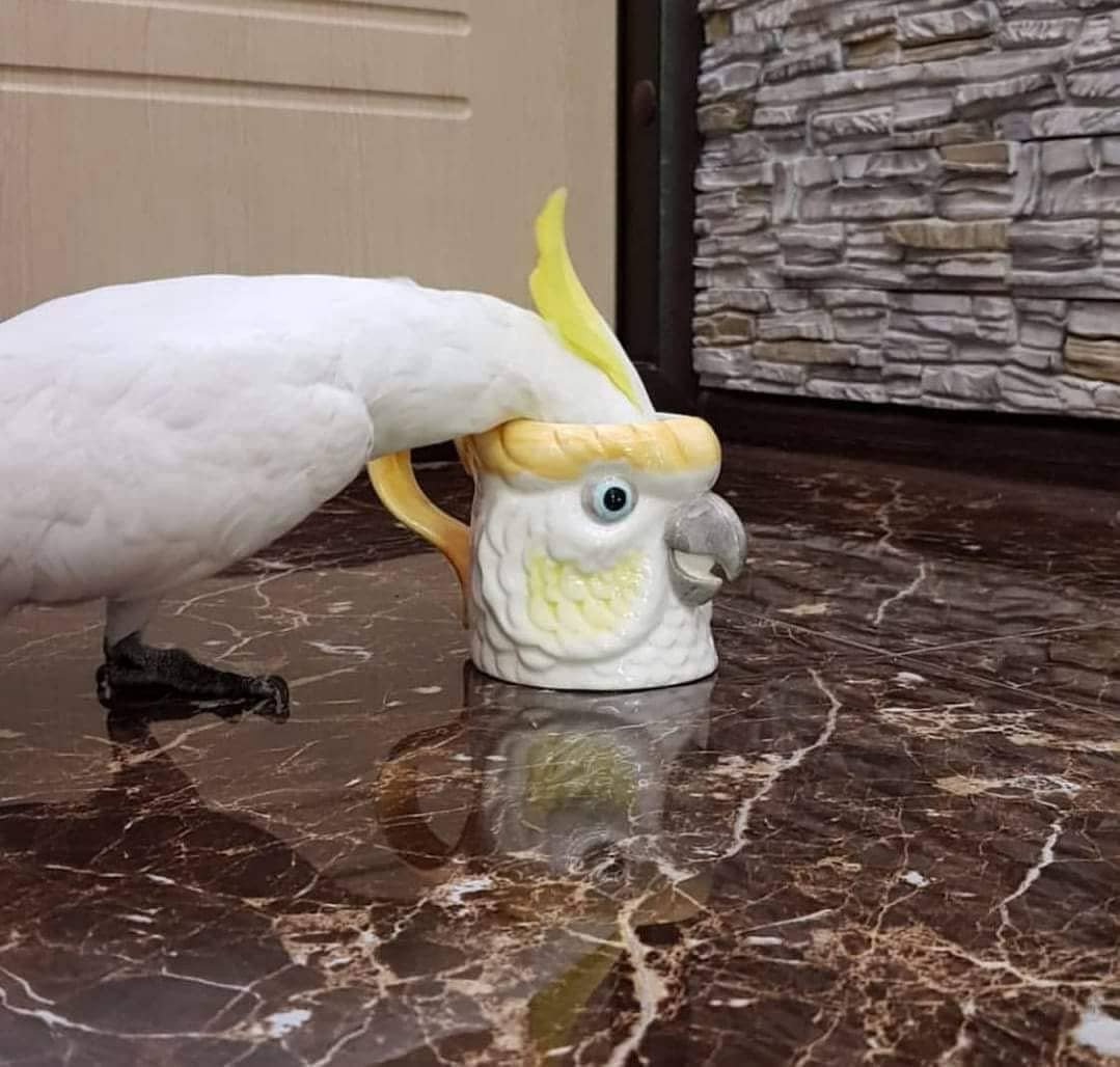 Смешные попугаи