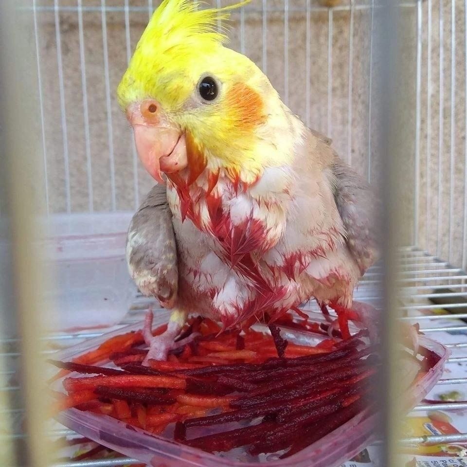 Самые тупые попугаи