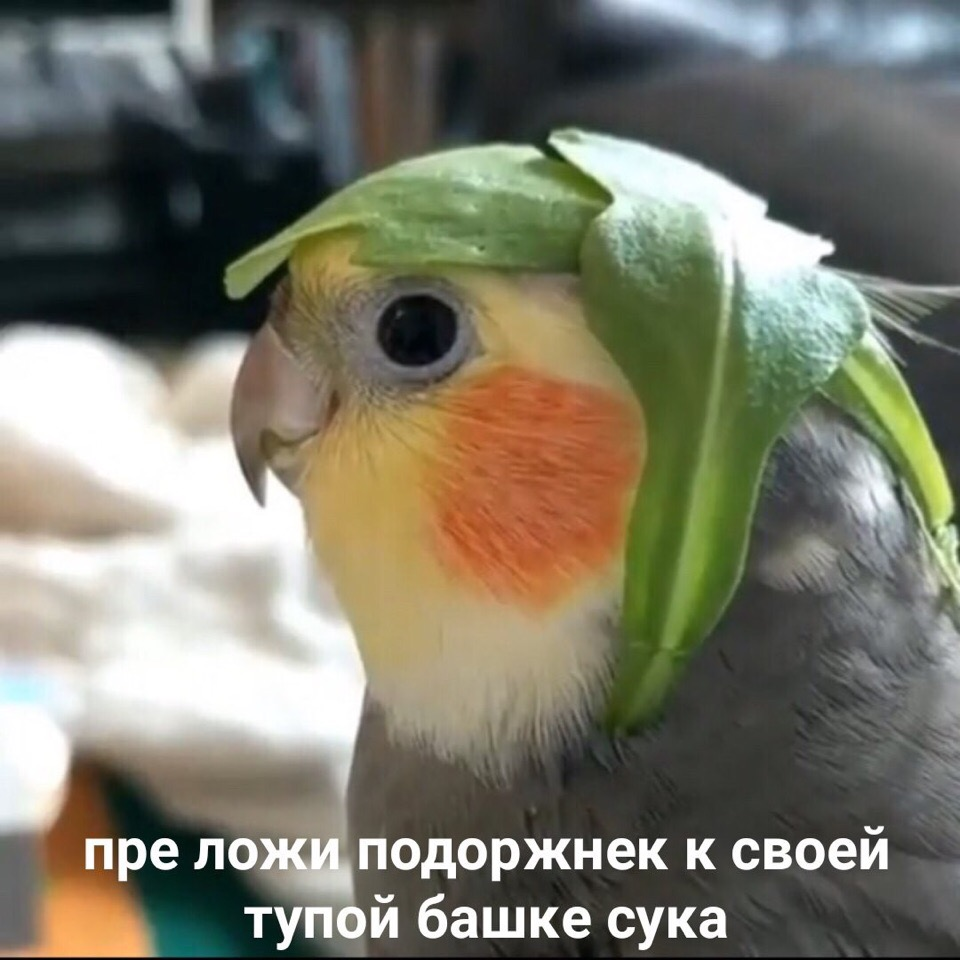 Попугай Мем