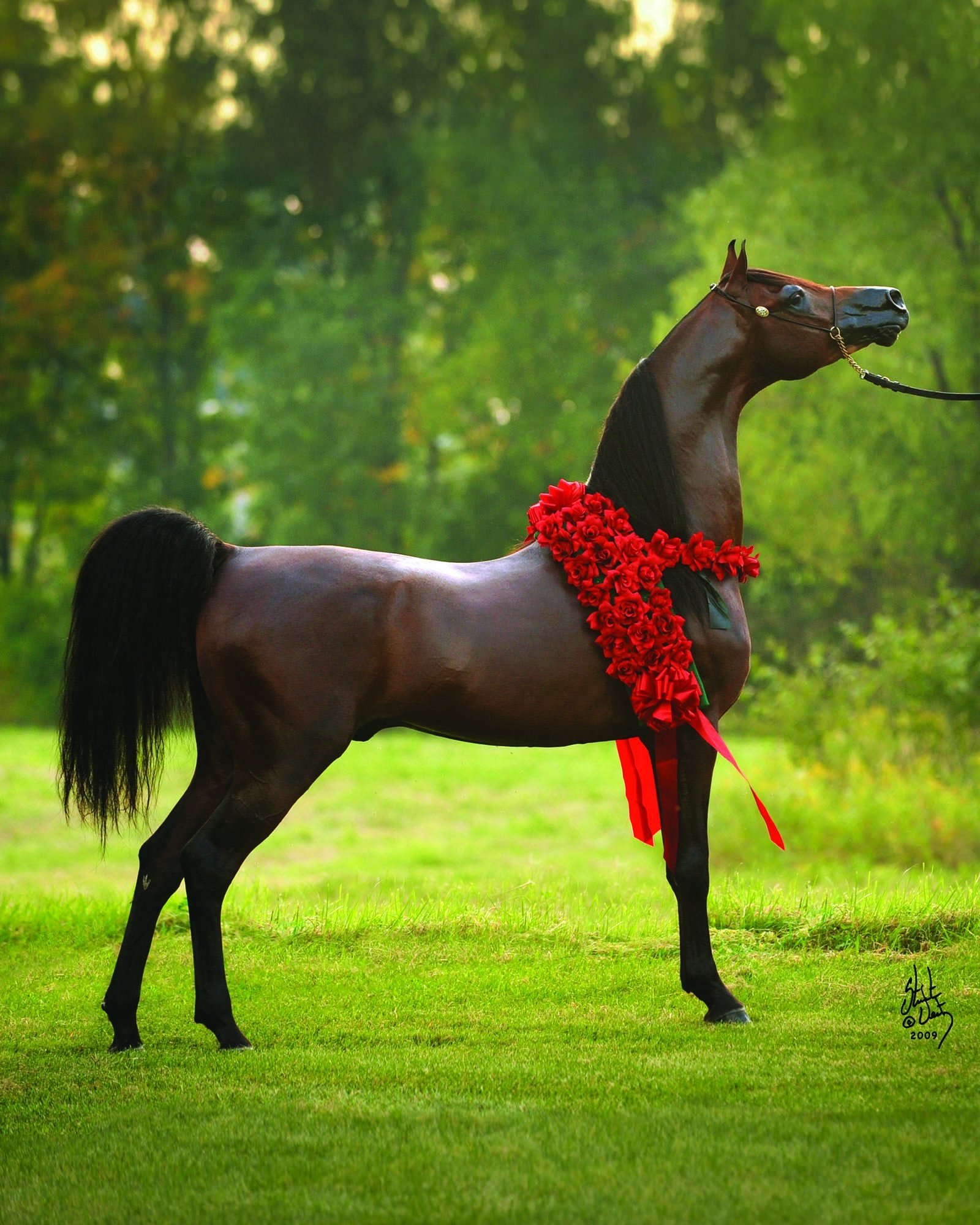 Картинки хороших лошадей. Арабская лошадь (арабская чистокровная лошадь). Арабская чистокровная лошадь. Арабская чистокровная лошадь Вороная. Арабская Скаковая порода лошадей.