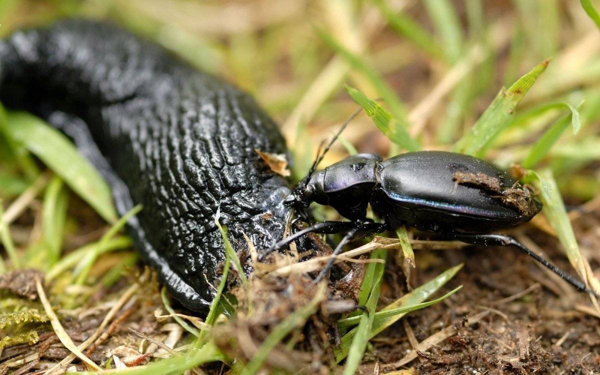 Жук черный огородный