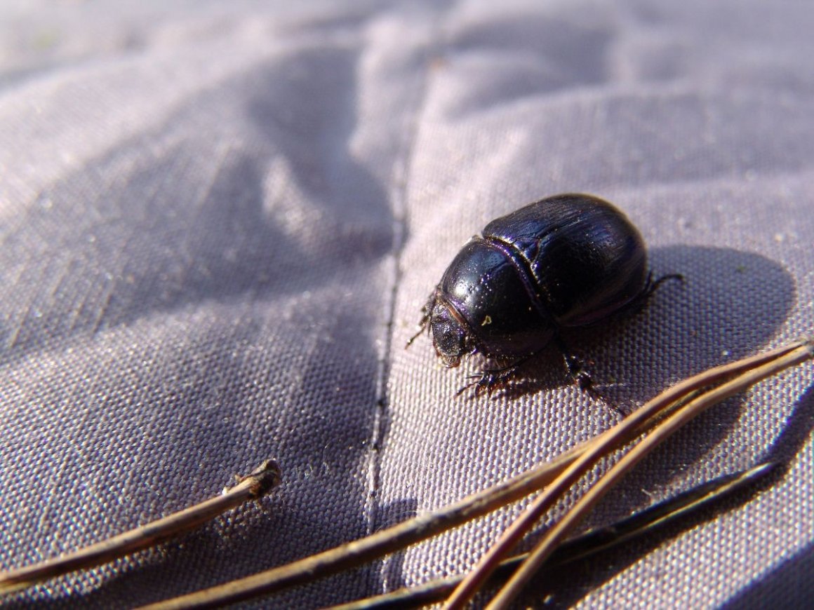 Жук навозник коричневый