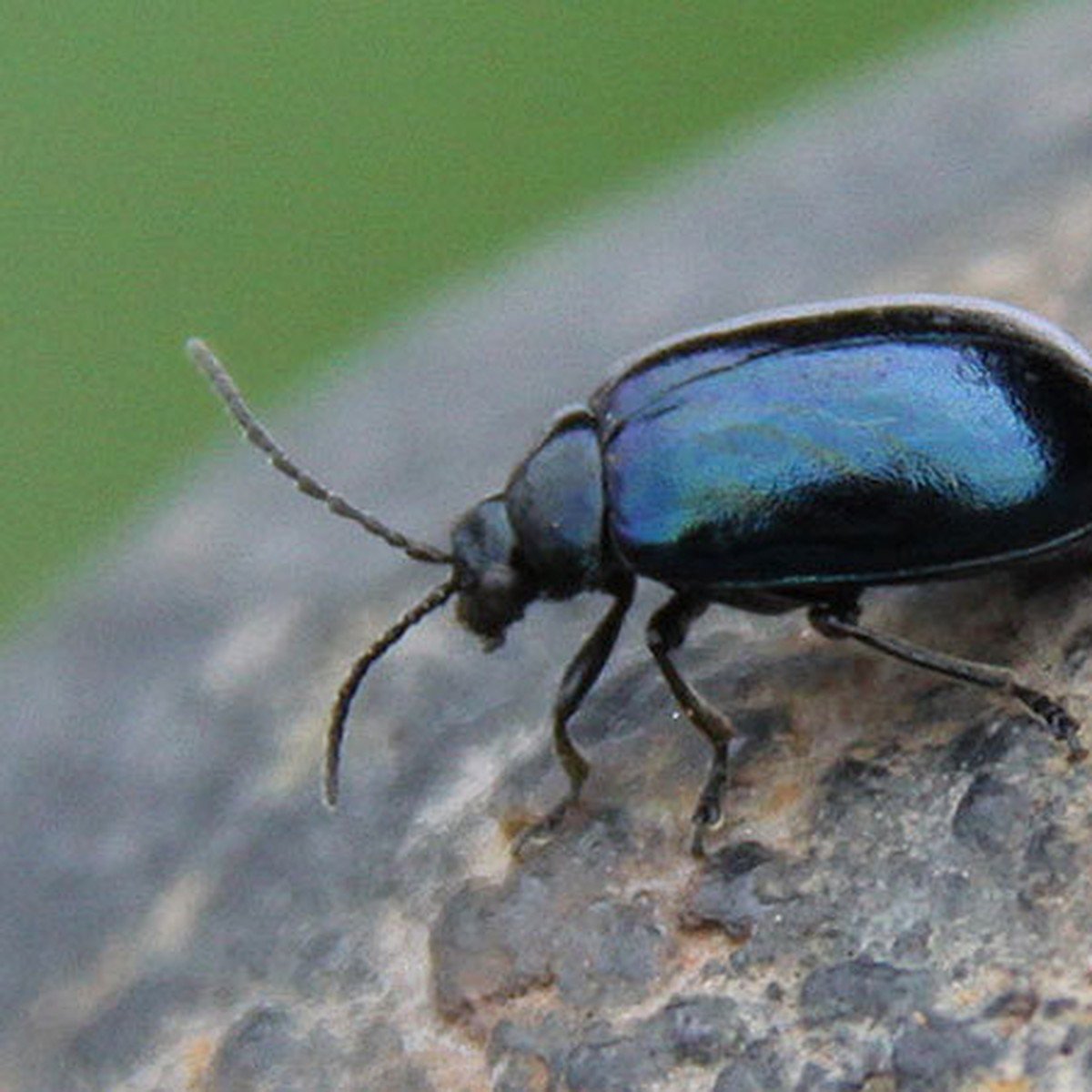 Черный Жук ольхоед