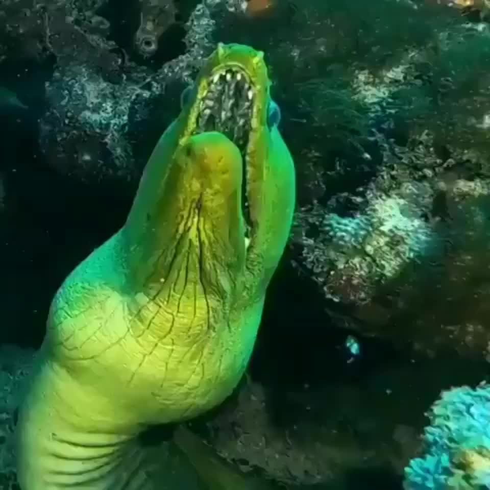 Green Moray eel